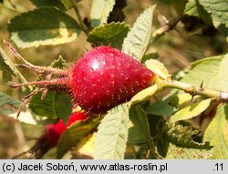 Rosa villosa