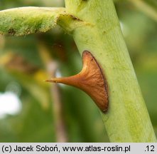 Rosa villosa