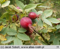 Rosa villosa