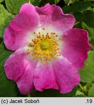 Rosa villosa