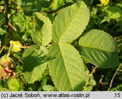 Rosa villosa