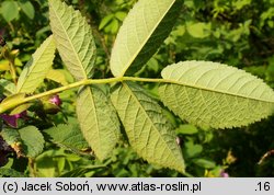 Rosa villosa