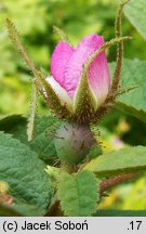 Rosa villosa