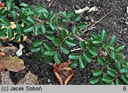 Rosa bracteata