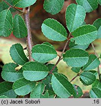 Rosa bracteata