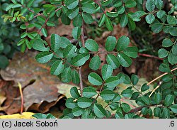 Rosa bracteata