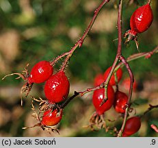 Rosa rubiginosa (róża rdzawa)