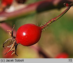 Rosa rubiginosa (róża rdzawa)