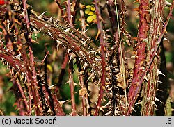 Rosa rubiginosa (róża rdzawa)