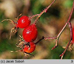 Rosa rubiginosa (róża rdzawa)