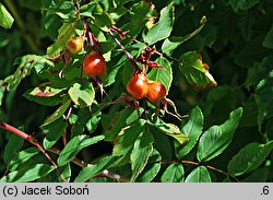 Rosa amblyotis (róża tępouszkowa)