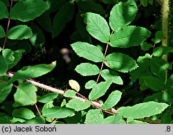 Rosa amblyotis (róża tępouszkowa)