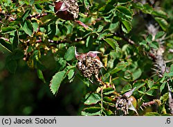 Rosa foetida (róża żółta)