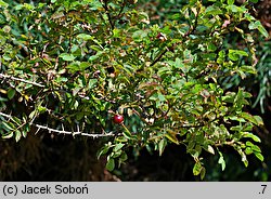 Rosa foetida (róża żółta)