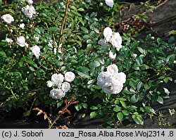 Rosa Meiflopan