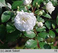 Rosa hort. Meiflopan