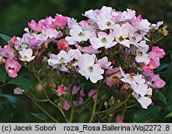 Rosa hort. Ballerina