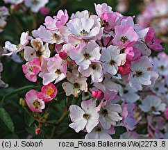 Rosa hort. Ballerina