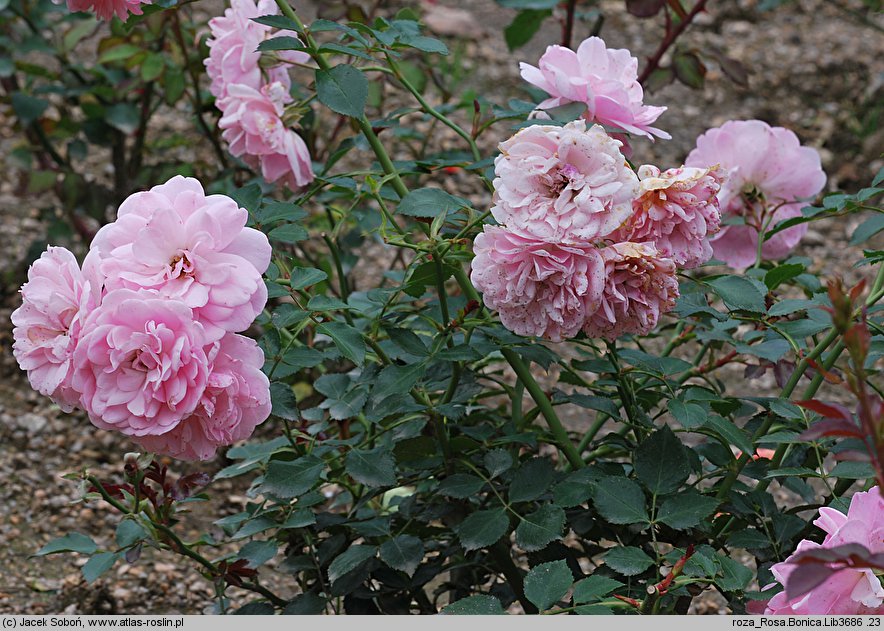 Rosa hort. Bonica 82
