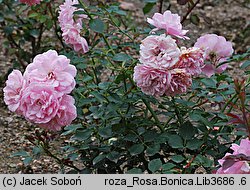Rosa hort. Bonica 82