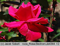 Rosa hort. Electron