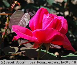 Rosa hort. Electron