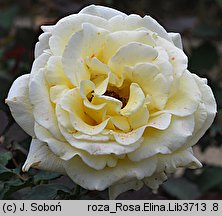 Rosa hort. Elina