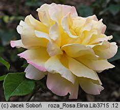 Rosa hort. Elina