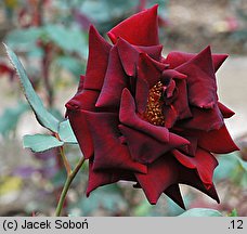 Rosa hort. Josef Klimesz