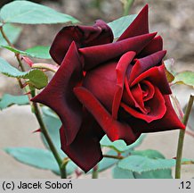 Rosa hort. Josef Klimesz