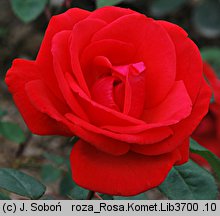 Rosa hort. Komet