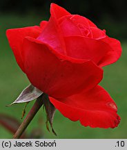 Rosa hort. Komet