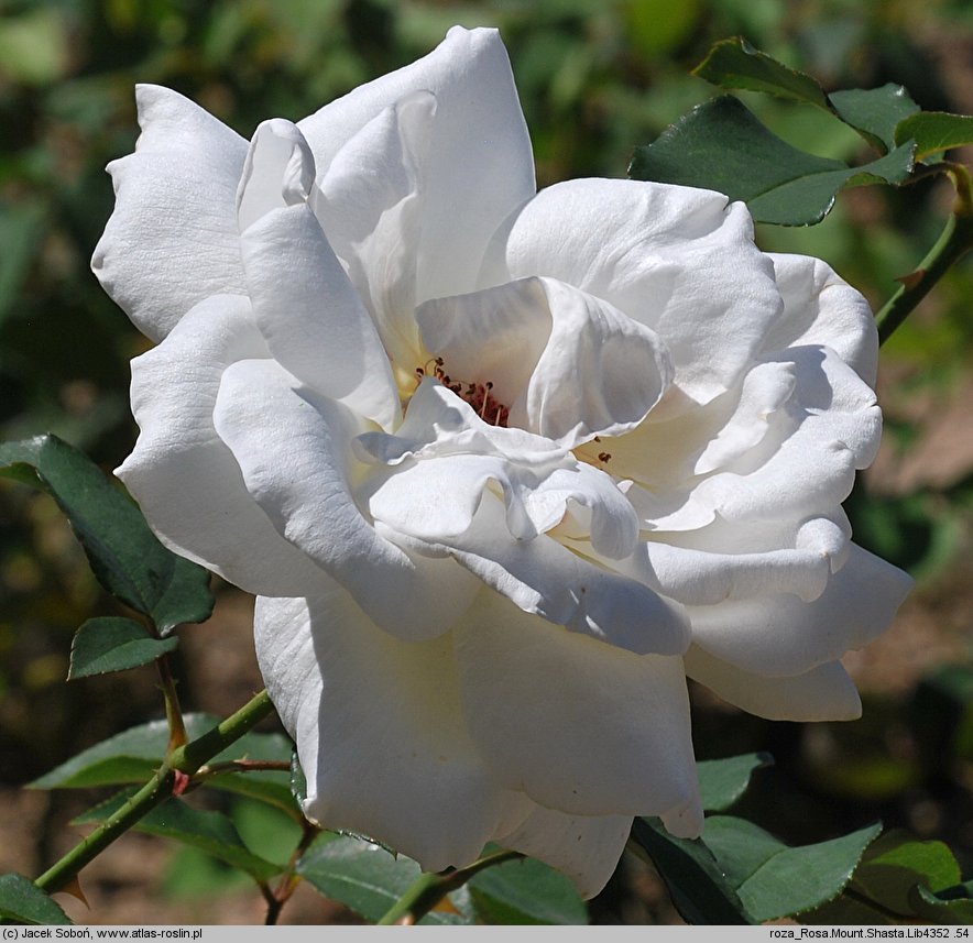 Rosa hort. Mount Shasta