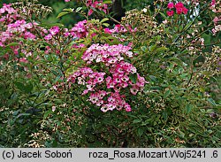 Rosa hort. Mozart
