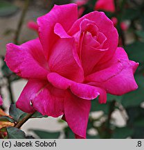 Rosa hort. Peter Frankenfeld