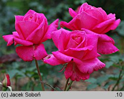 Rosa hort. Peter Frankenfeld