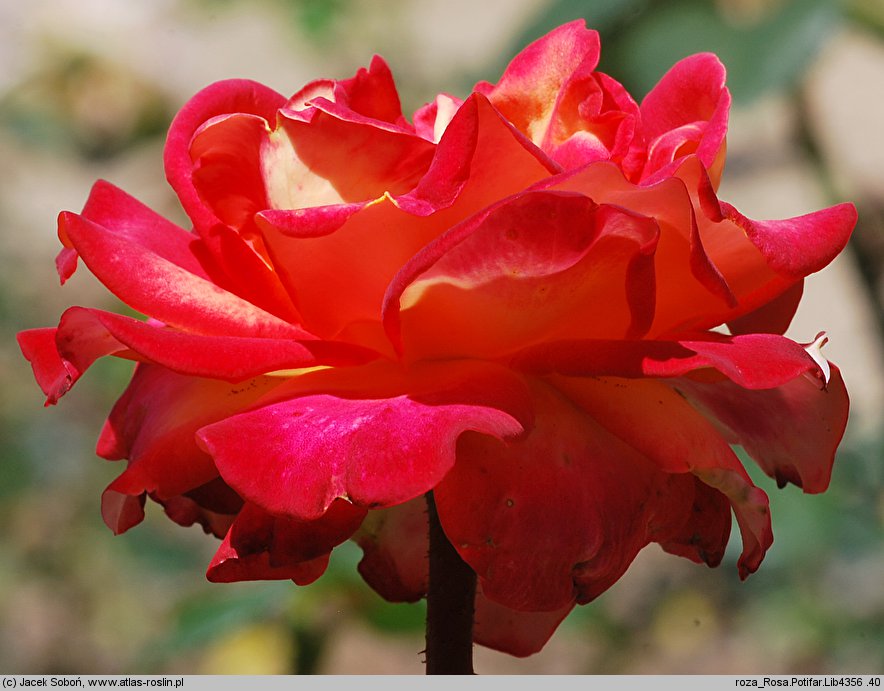 Rosa hort. Potifar