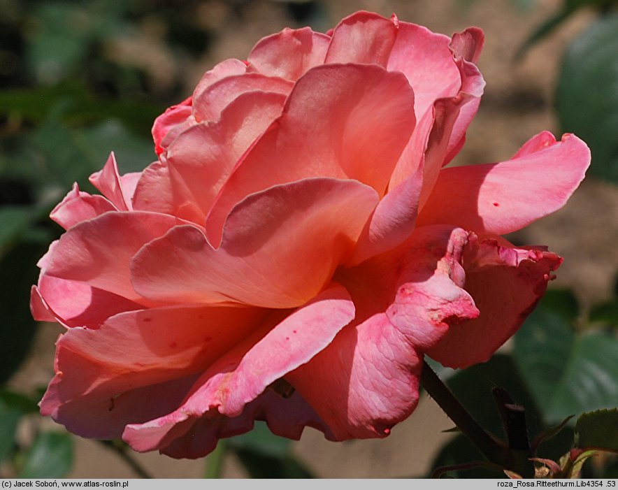 Rosa hort. Ritterthurm