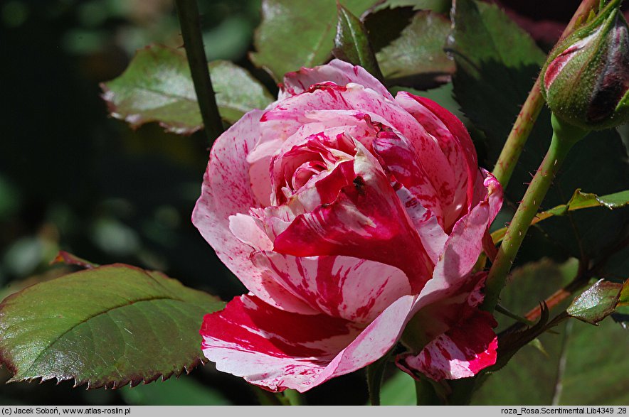 Rosa hort. Scentimental