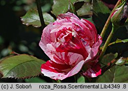 Rosa Scentimental