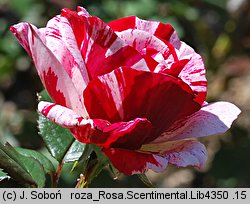Rosa hort. Scentimental