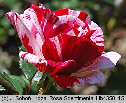 Rosa Scentimental