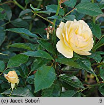 Rosa hort. Tanmirsch