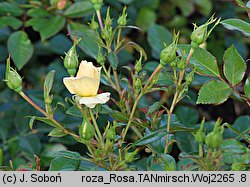 Rosa hort. Tanmirsch