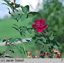 Rosa Tuscany