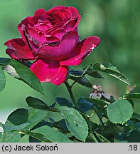 Rosa hort. Tuscany