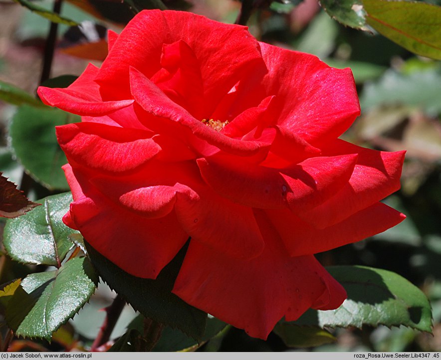 Rosa hort. Uwe Seeler