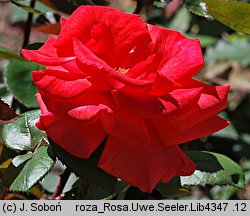 Rosa Uwe Seeler