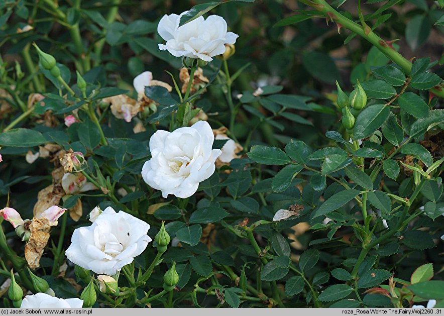 Rosa hort. White The Fairy