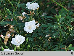 Rosa hort. White The Fairy